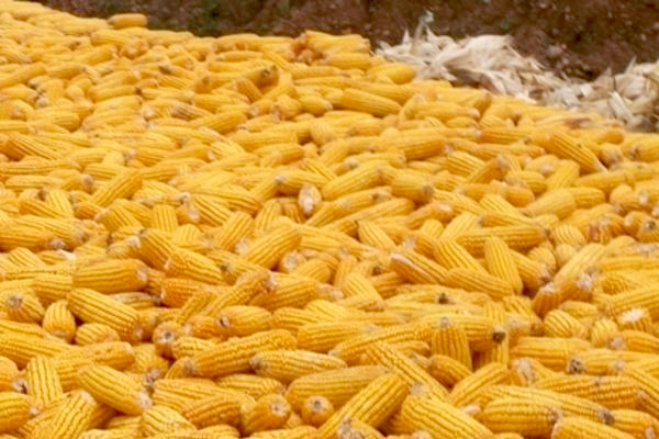 選玉米種子要掌握的13個標準